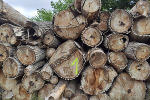 Drewno na sprzedaż (photo)